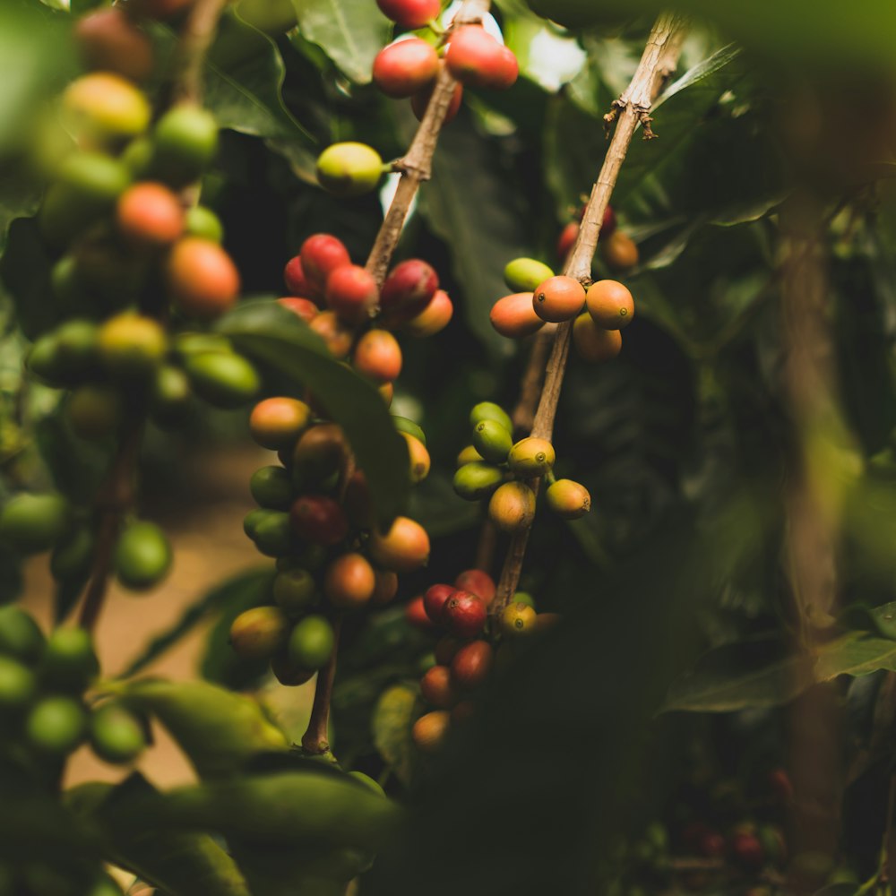 Coffee Lab